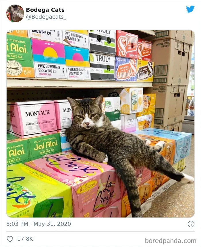 This Twitter Account Collects Photos Of Cats In Small Shops Looking Like They Own The Place (30 New Pics)