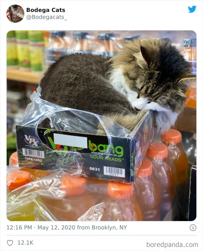This Twitter Account Collects Photos Of Cats In Small Shops Looking Like They Own The Place (30 New Pics)