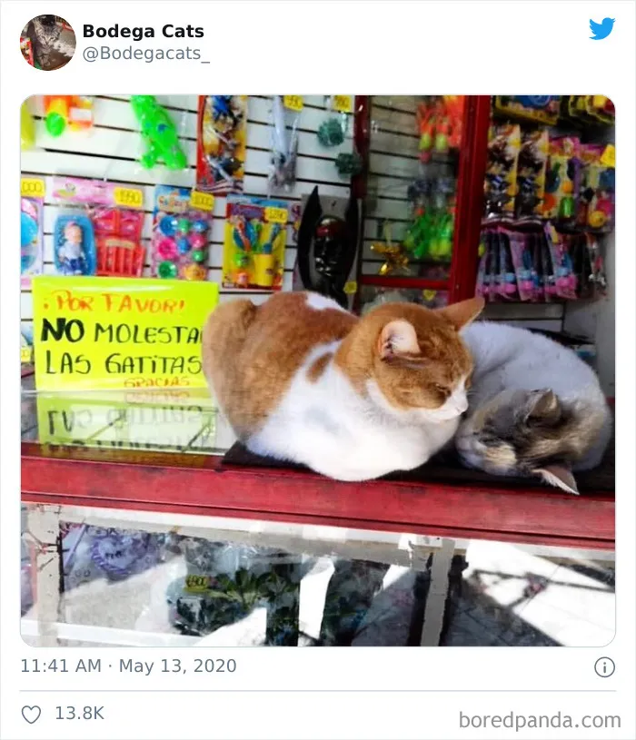 This Twitter Account Collects Photos Of Cats In Small Shops Looking Like They Own The Place (30 New Pics)