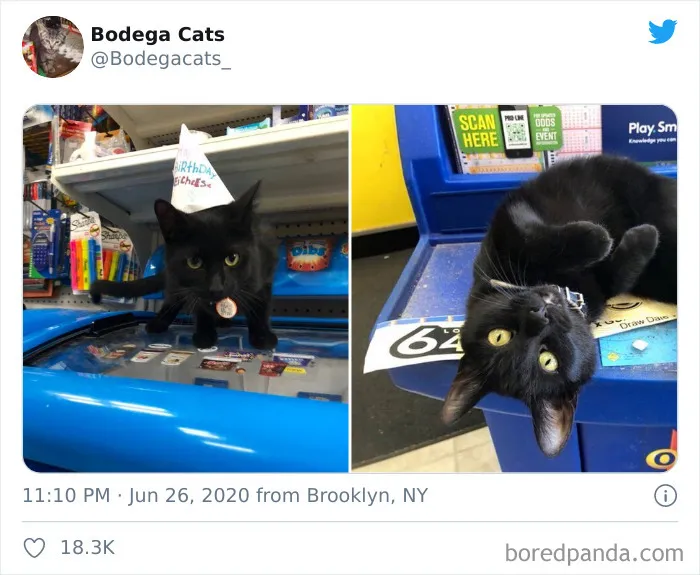 This Twitter Account Collects Photos Of Cats In Small Shops Looking Like They Own The Place (30 New Pics)