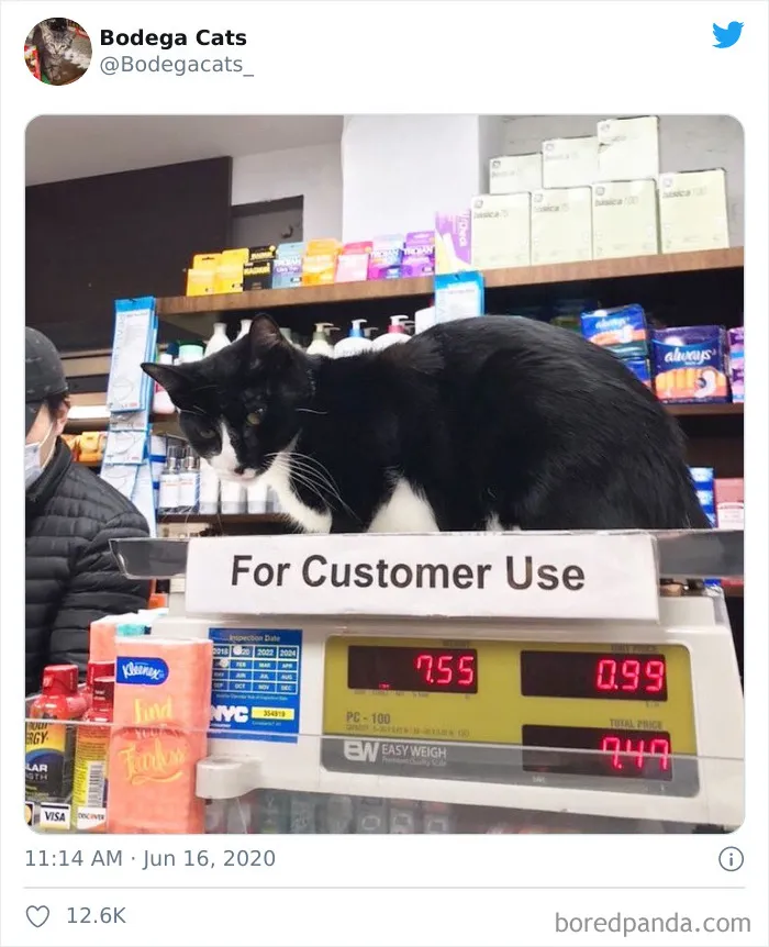 This Twitter Account Collects Photos Of Cats In Small Shops Looking Like They Own The Place (30 New Pics)