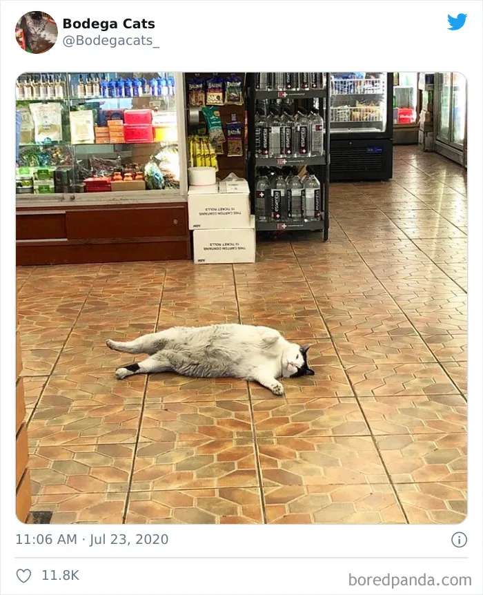 This Twitter Account Collects Photos Of Cats In Small Shops Looking Like They Own The Place (30 New Pics)