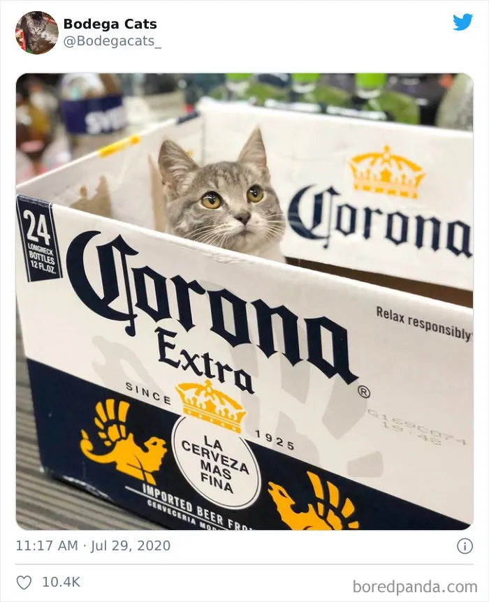 This Twitter Account Collects Photos Of Cats In Small Shops Looking Like They Own The Place (30 New Pics)