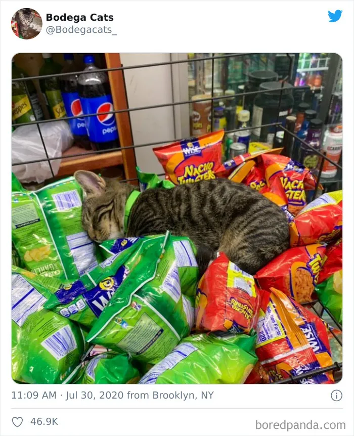 This Twitter Account Collects Photos Of Cats In Small Shops Looking Like They Own The Place (30 New Pics)