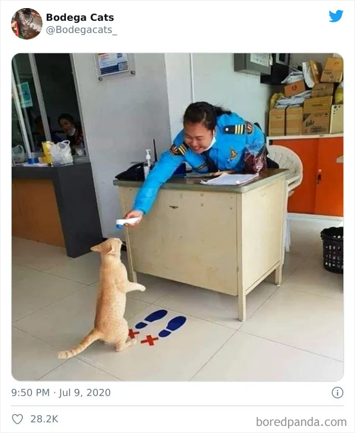 This Twitter Account Collects Photos Of Cats In Small Shops Looking Like They Own The Place (30 New Pics)