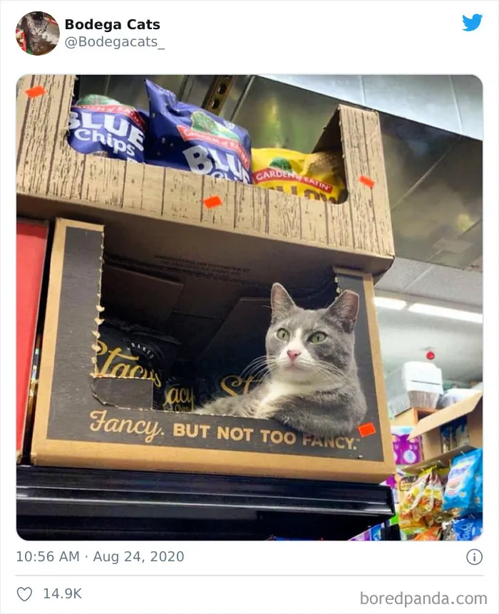 This Twitter Account Collects Photos Of Cats In Small Shops Looking Like They Own The Place (30 New Pics)