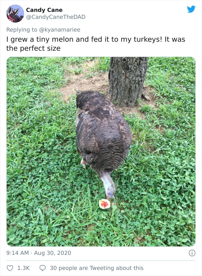 'Failed Harvest': People Are Sharing What They Failed To Grow In 30 Funny Pics