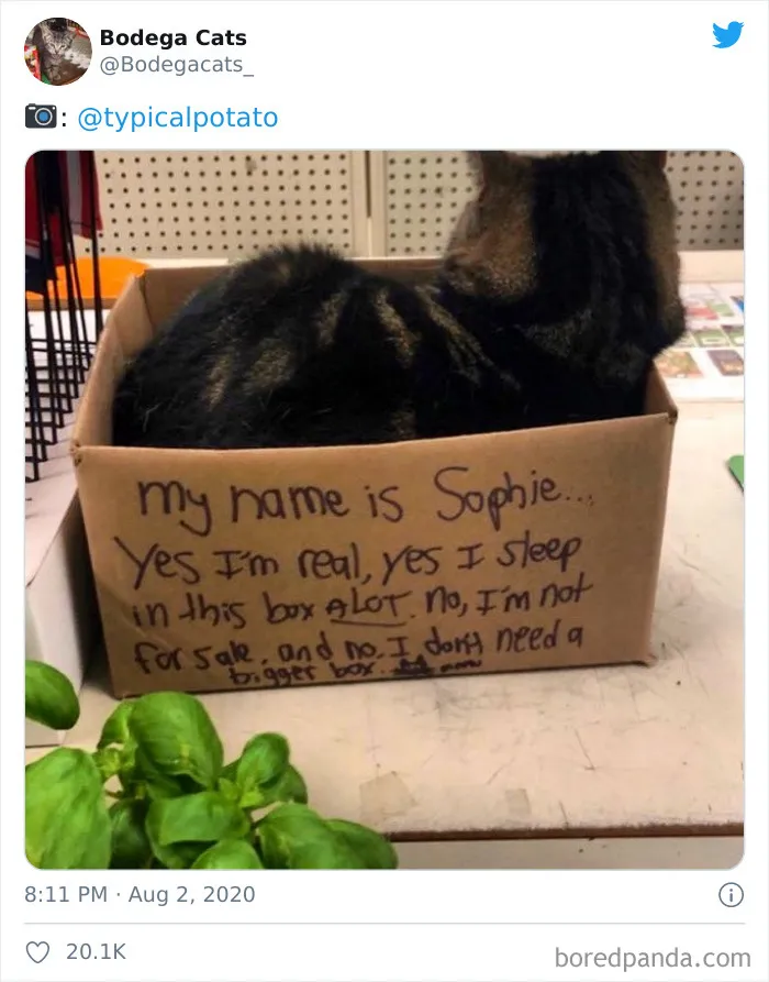 This Twitter Account Collects Photos Of Cats In Small Shops Looking Like They Own The Place (30 New Pics)