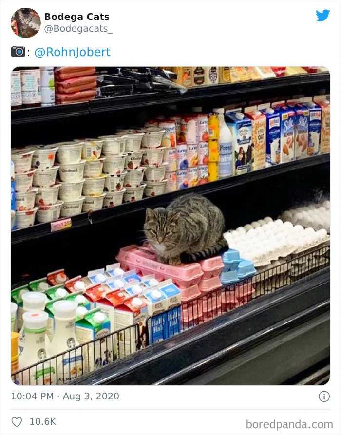 This Twitter Account Collects Photos Of Cats In Small Shops Looking Like They Own The Place (30 New Pics)