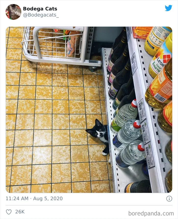 This Twitter Account Collects Photos Of Cats In Small Shops Looking Like They Own The Place (30 New Pics)