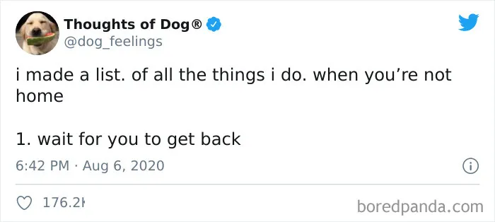 30 Of The Funniest Dog Thoughts That Dog Owners Understand Too Well (New Pics)