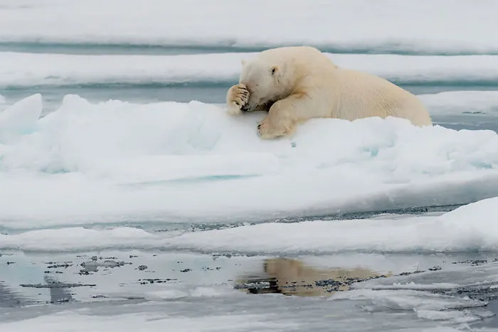 The Finalists Of The 2020 Comedy Wildlife Photography Awards Have Been Announced And They Might Crack You Up