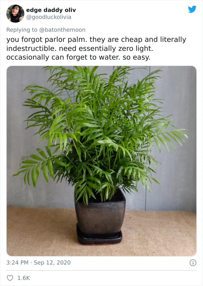 20 Indoor Plants For People Who Tend To Kill Them Off By Accident