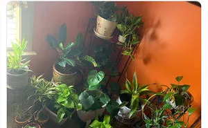 20 Indoor Plants For People Who Tend To Kill Them Off By Accident