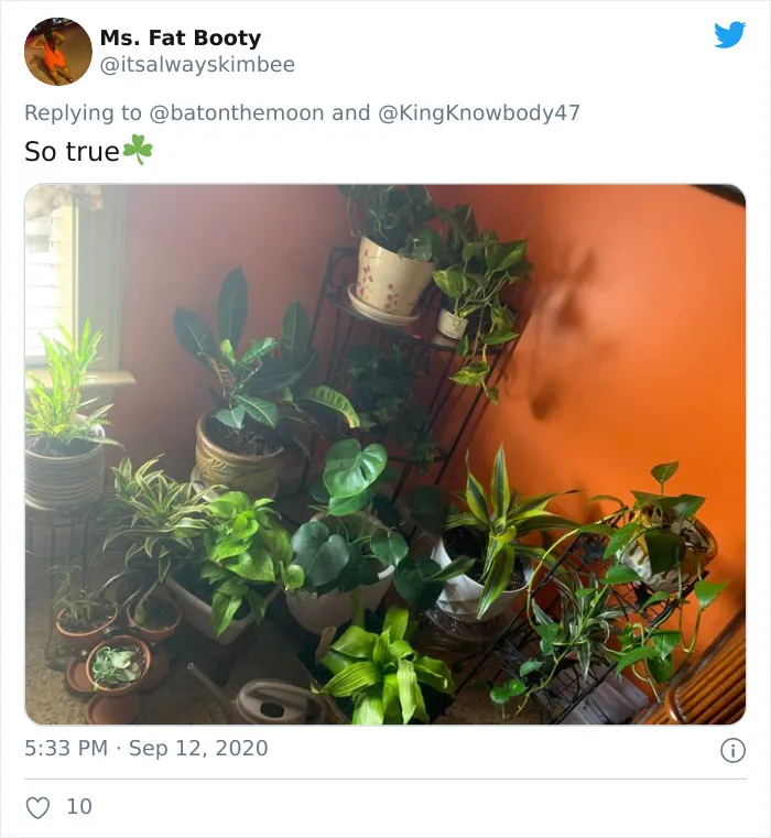 20 Indoor Plants For People Who Tend To Kill Them Off By Accident