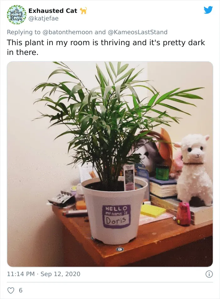 20 Indoor Plants For People Who Tend To Kill Them Off By Accident