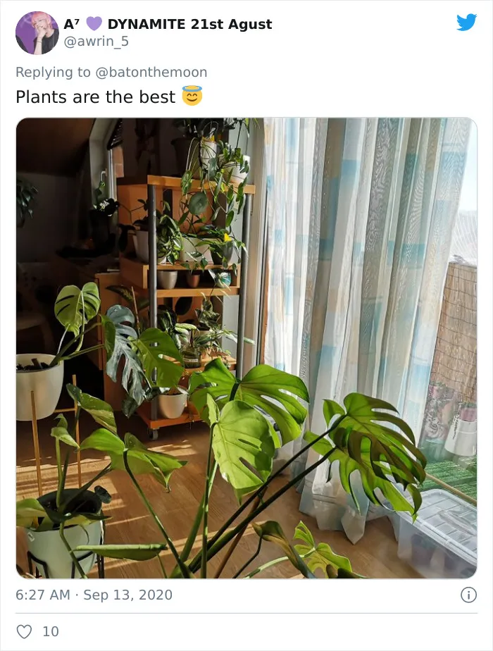 20 Indoor Plants For People Who Tend To Kill Them Off By Accident