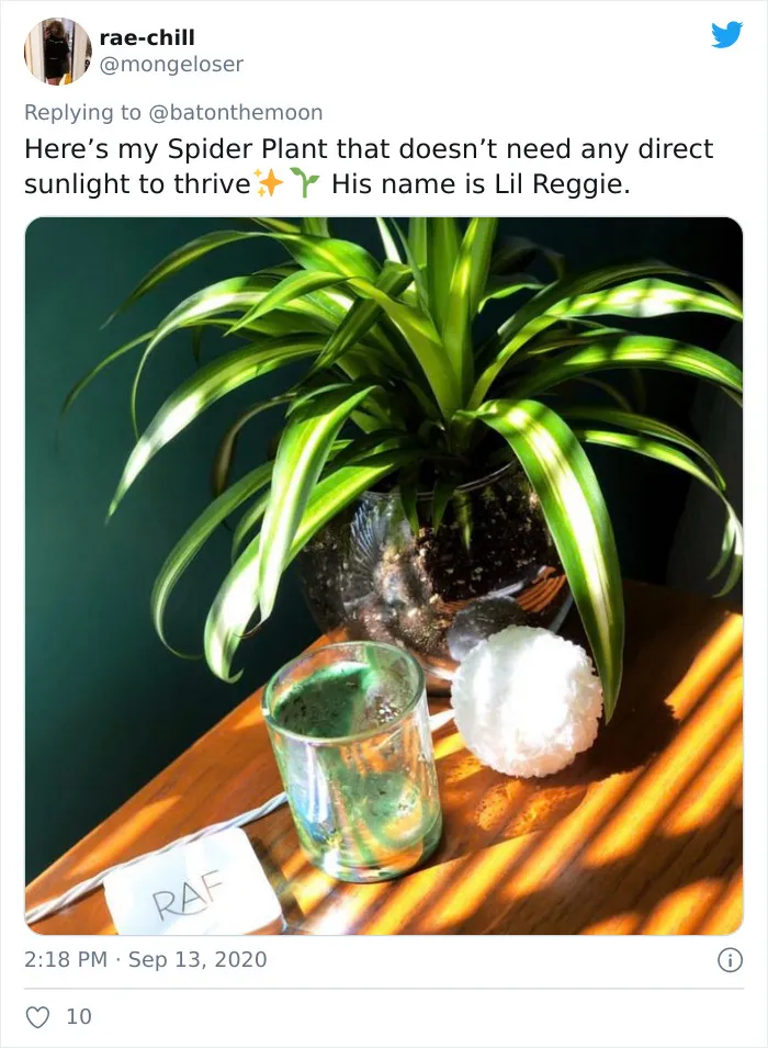 20 Indoor Plants For People Who Tend To Kill Them Off By Accident