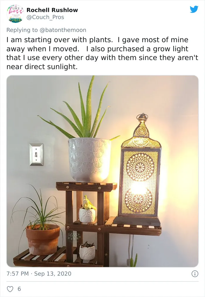 20 Indoor Plants For People Who Tend To Kill Them Off By Accident