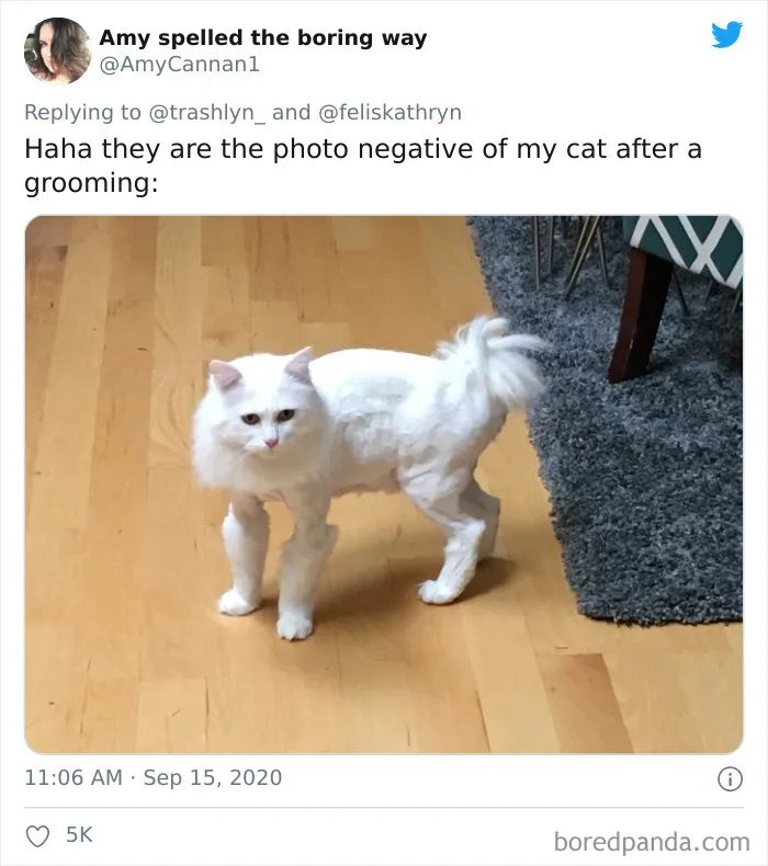 30 Pics Of Cats That Got Funny Haircuts At The Vet For Surgery