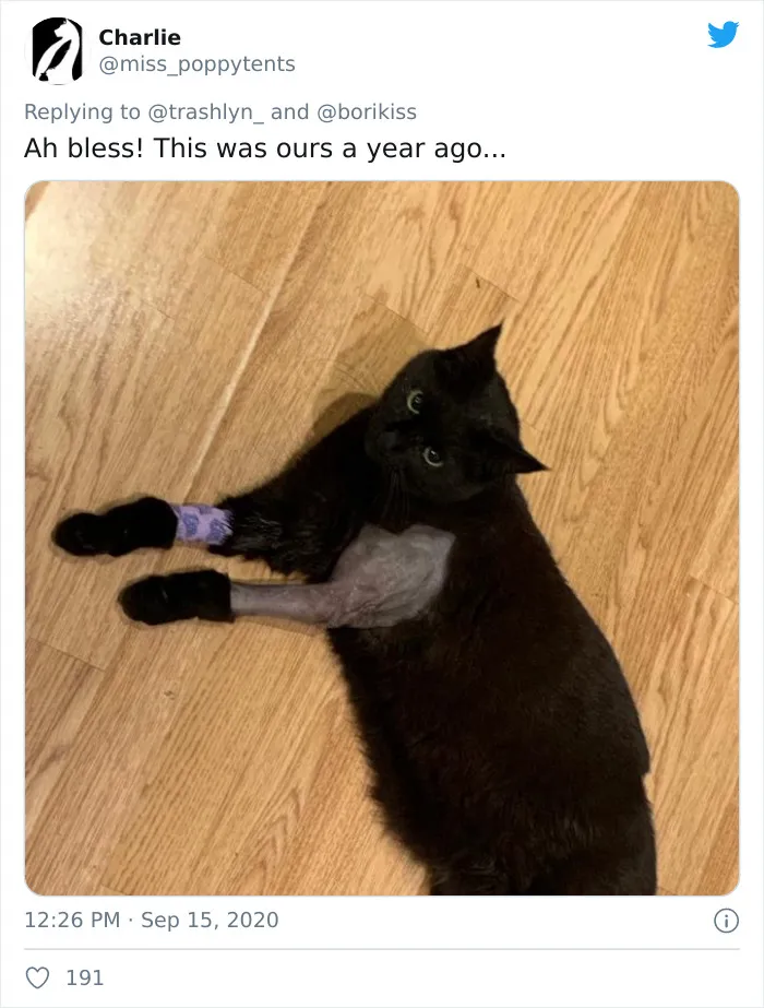 30 Pics Of Cats That Got Funny Haircuts At The Vet For Surgery