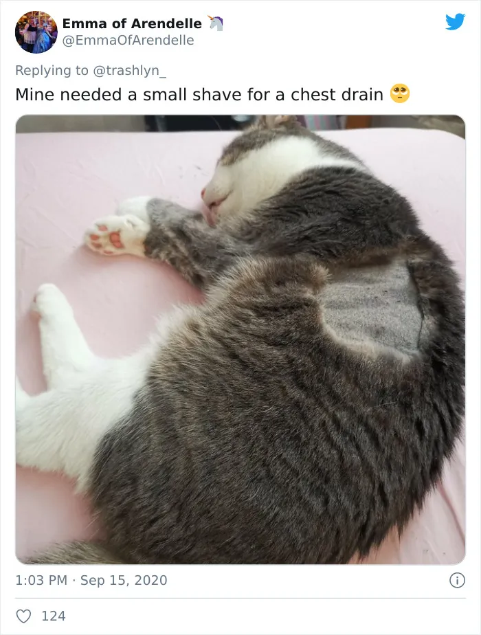 30 Pics Of Cats That Got Funny Haircuts At The Vet For Surgery