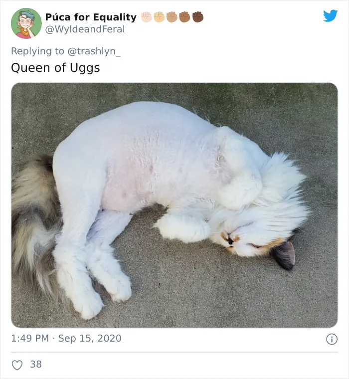30 Fotos de gatos con cortes de pelo extravagantes tras ser operados