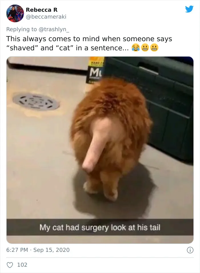 30 Fotos de gatos con cortes de pelo extravagantes tras ser operados
