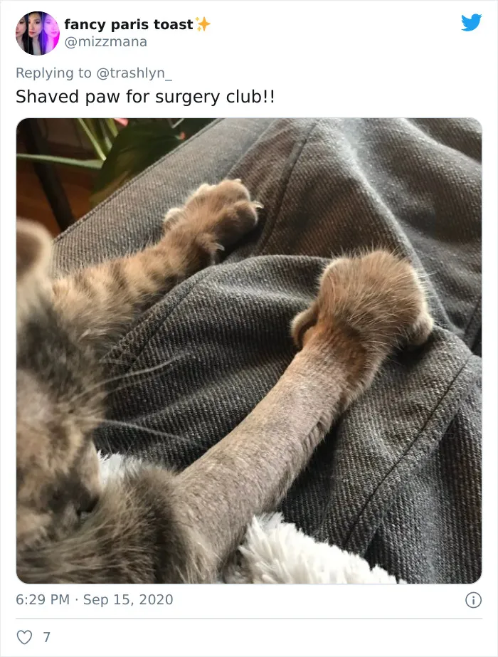 30 Pics Of Cats That Got Funny Haircuts At The Vet For Surgery