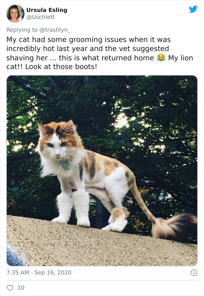 30 Fotos de gatos con cortes de pelo extravagantes tras ser operados