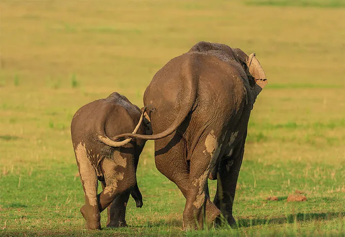 The Finalists Of The 2020 Comedy Wildlife Photography Awards Have Been Announced And They Might Crack You Up