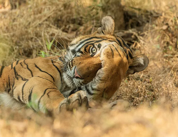 Han sido anunciados los finalistas de los Premios de fotografía Comedy Wildlife 2020 y te harán reír mucho