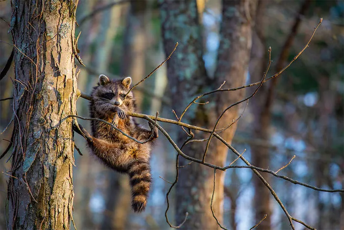 The Finalists Of The 2020 Comedy Wildlife Photography Awards Have Been Announced And They Might Crack You Up
