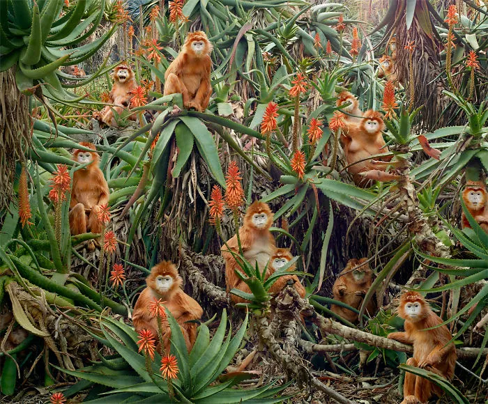 37 Surreal And Magical Animal Images By Simen Johan