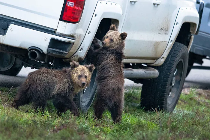 The Finalists Of The 2020 Comedy Wildlife Photography Awards Have Been Announced And They Might Crack You Up