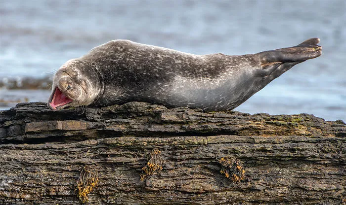 The Finalists Of The 2020 Comedy Wildlife Photography Awards Have Been Announced And They Might Crack You Up