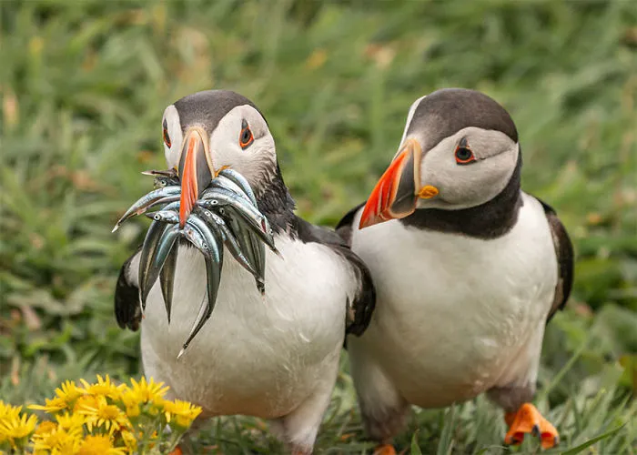 Han sido anunciados los finalistas de los Premios de fotografía Comedy Wildlife 2020 y te harán reír mucho