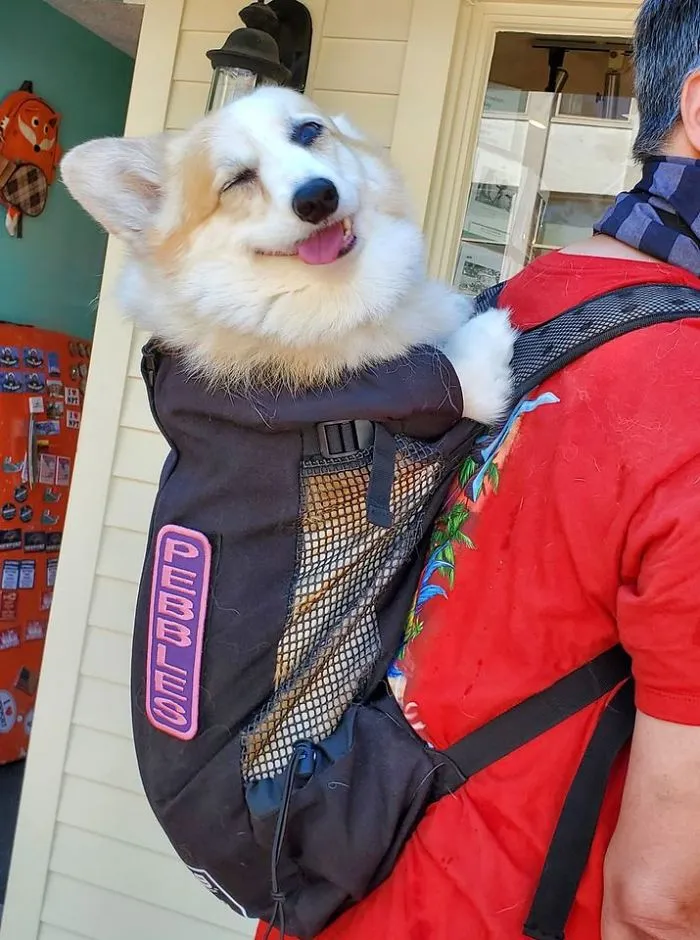 Corgi paseando en mochila