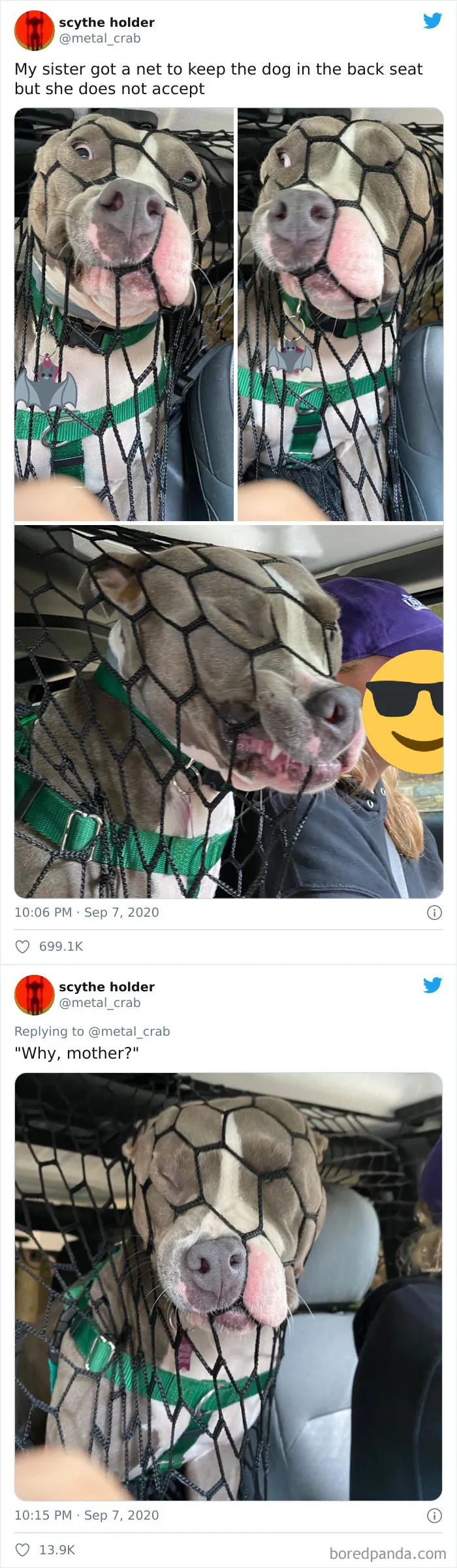 40 Times Doggos Acted So Ridiculously When Riding In Cars That Their Owners Just Had To Take A Pic