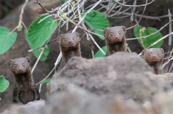 Han sido anunciados los finalistas de los Premios de fotografía Comedy Wildlife 2020 y te harán reír mucho