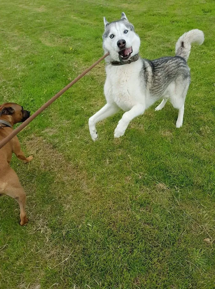 People Are Sharing The Most Unflattering Pics Of Their Dogs And It’s Hilarious (30 Pics)
