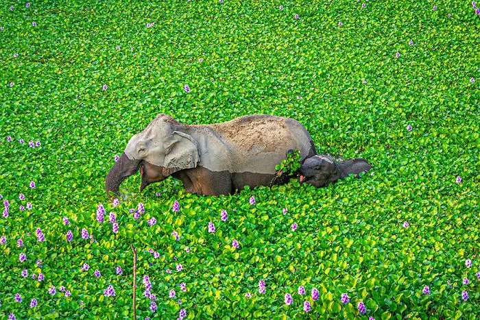 Han sido anunciados los finalistas de los Premios de fotografía Comedy Wildlife 2020 y te harán reír mucho