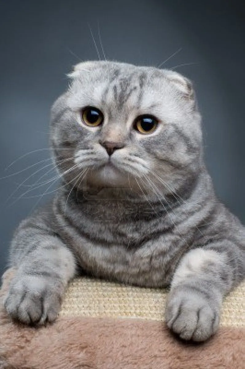 10 Top Cutest Cat Breeds!