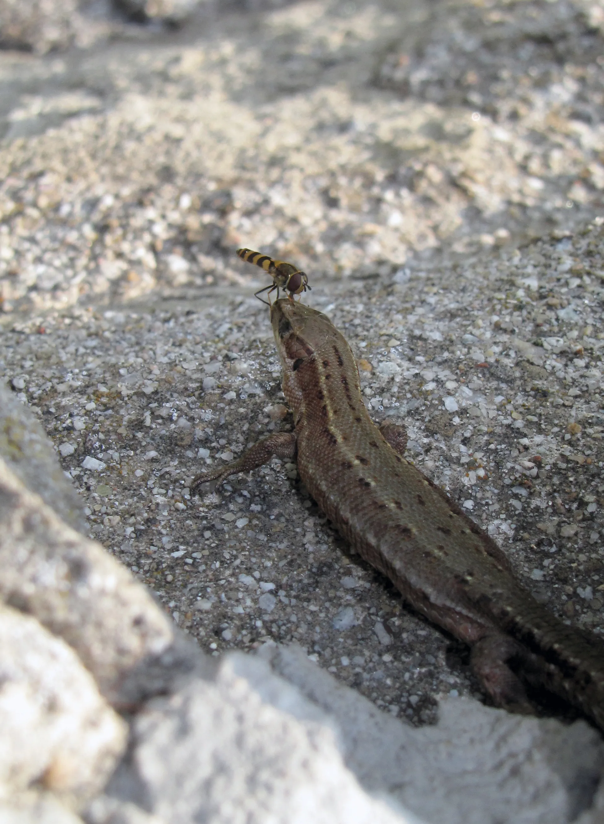 Reptile @ Fly