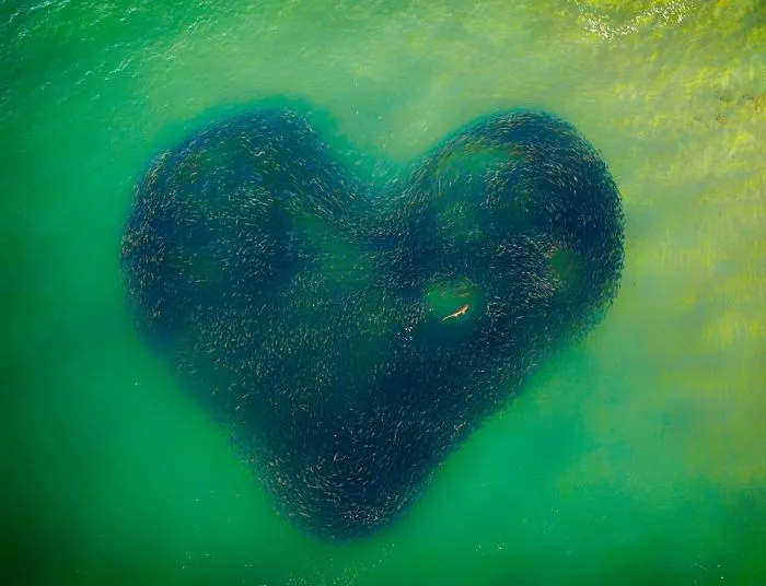 Foto del año: Corazón de naturaleza