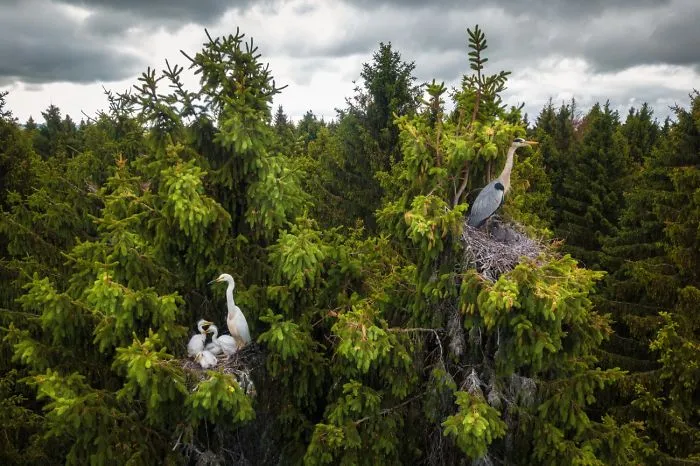 Ganador categoría fauna: donde viven las garzas