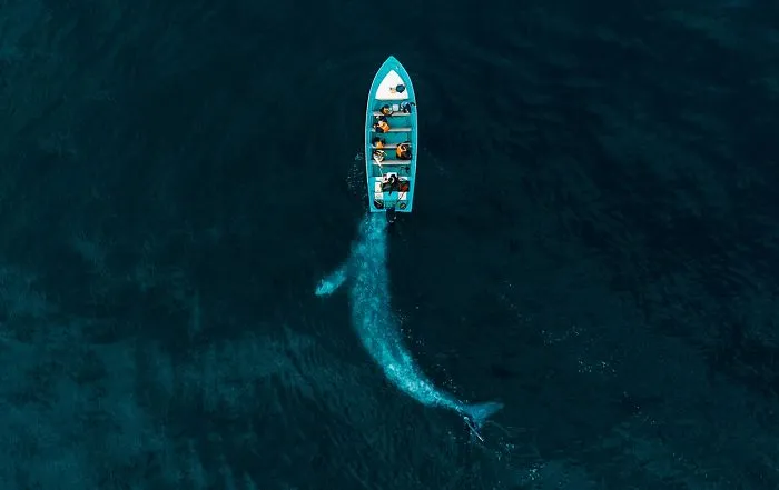 Ganador categoría Naturaleza: Ballena gris jugando a empujar a turistas