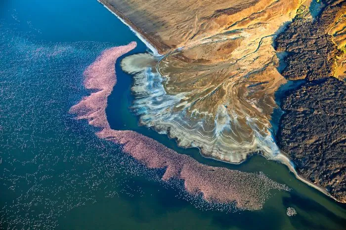 Subcampeón categoría naturaleza: Flamencos en el lago Logipi