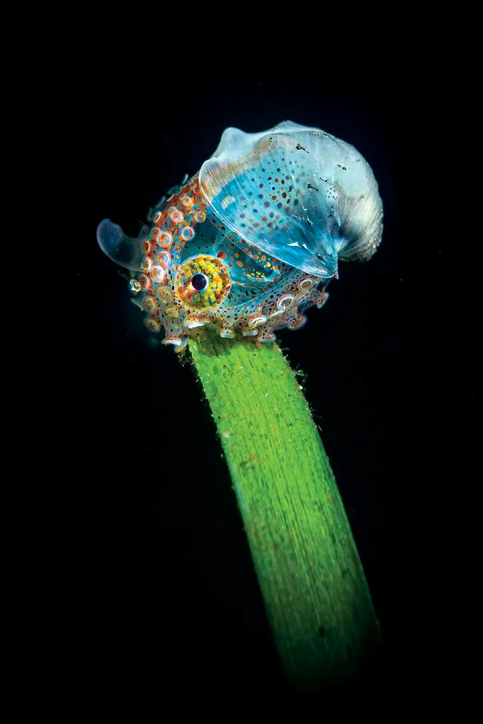First Place In Compact Camera - Tobias Friedrich, Anilao, Philippines