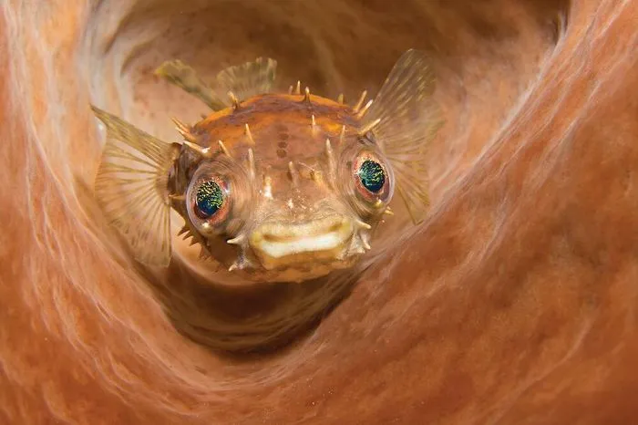 Second Place In Compact Camera - Marcelo Johan Ogata, Lembeh Strait, Indonesia